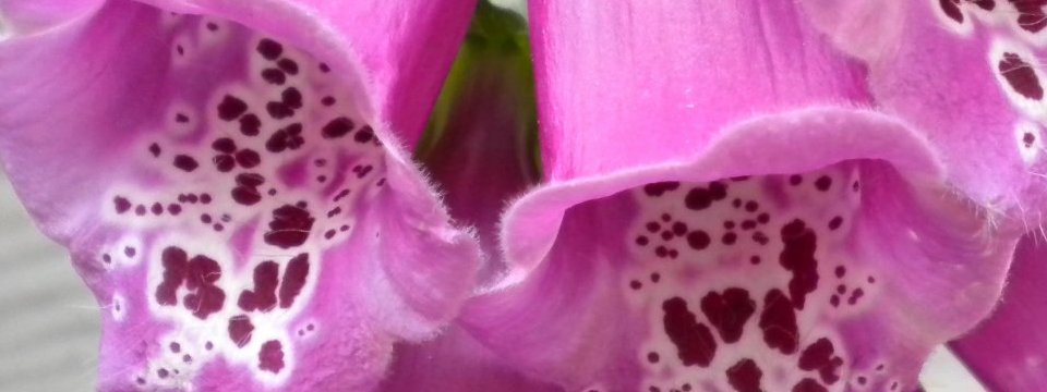 digitalis